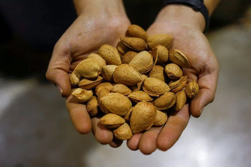 The best time to eat nuts to lose weight, enhance energy and heart health
Arabausa