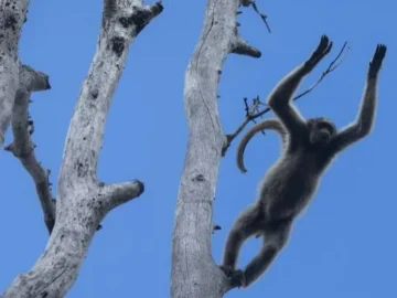 Protests in germany after the killing of a zoo 12 proper monkeys for the narrow area
 arabausa