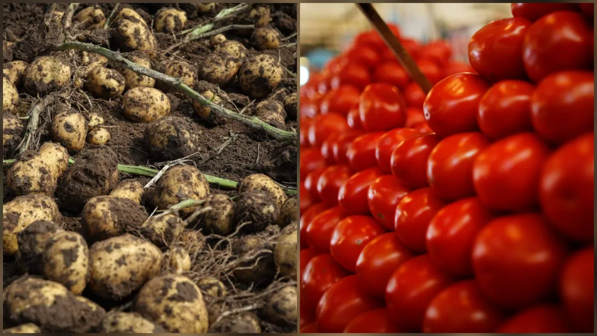 Potatoes developed by the pumes 9 million years ago!
Arabausa