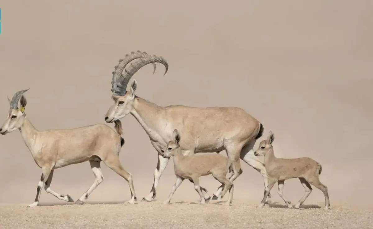 The birth of the first "Wallain Nobeen" in the framework of the Wildlife Rehabilitation Program
Arabausa