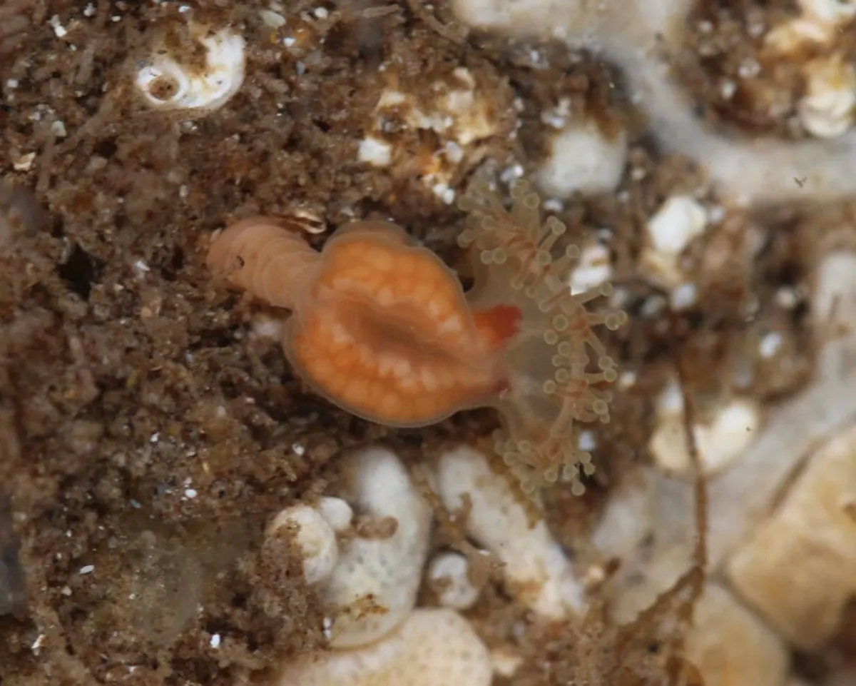 The "extinguished" spine "back then" after half a century
Arabausa