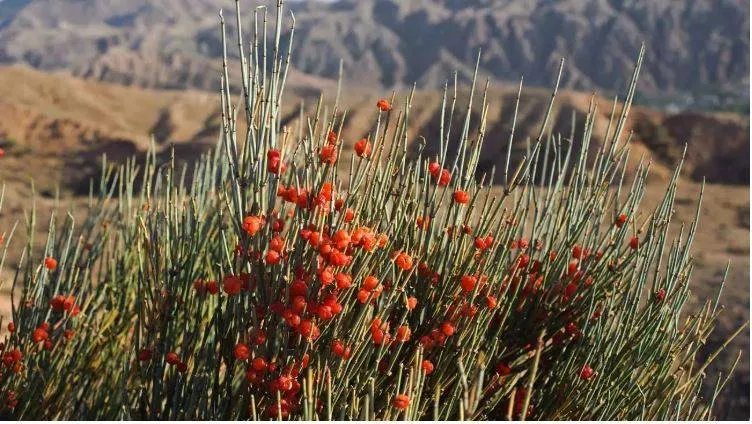 What do we know about the grass? And why do some countries prohibit in spite of their large health benefits?

 Arabausa