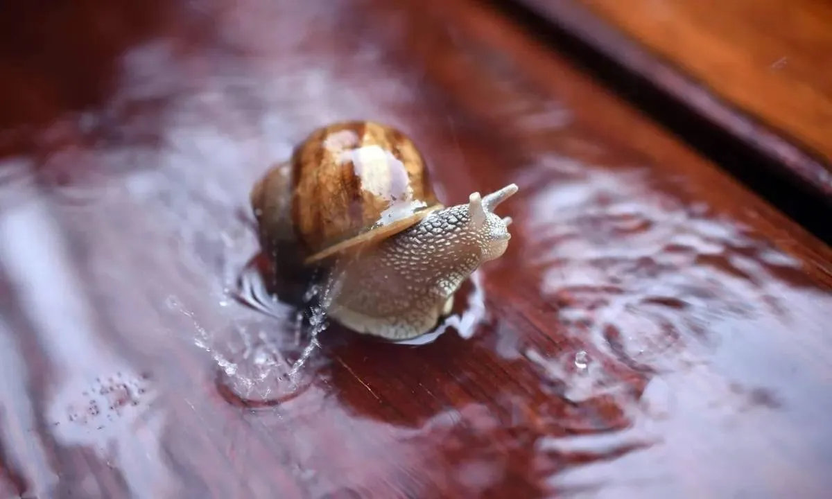 Active their ability to renew your eyes ... the snail open a door for treatments to restore the view
Arabausa