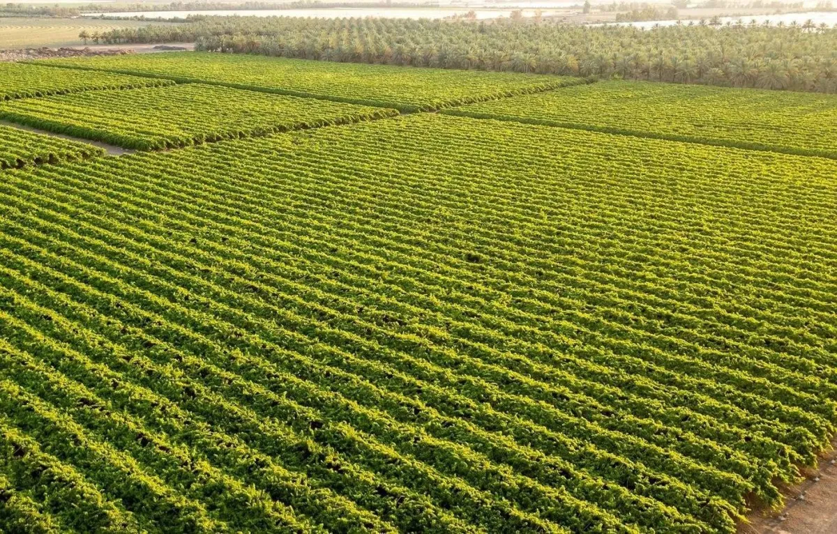 Tomorrow ... 48 projects for the environment, water and system and agricultural are launched in Northern Saudi Arabia
Arabausa