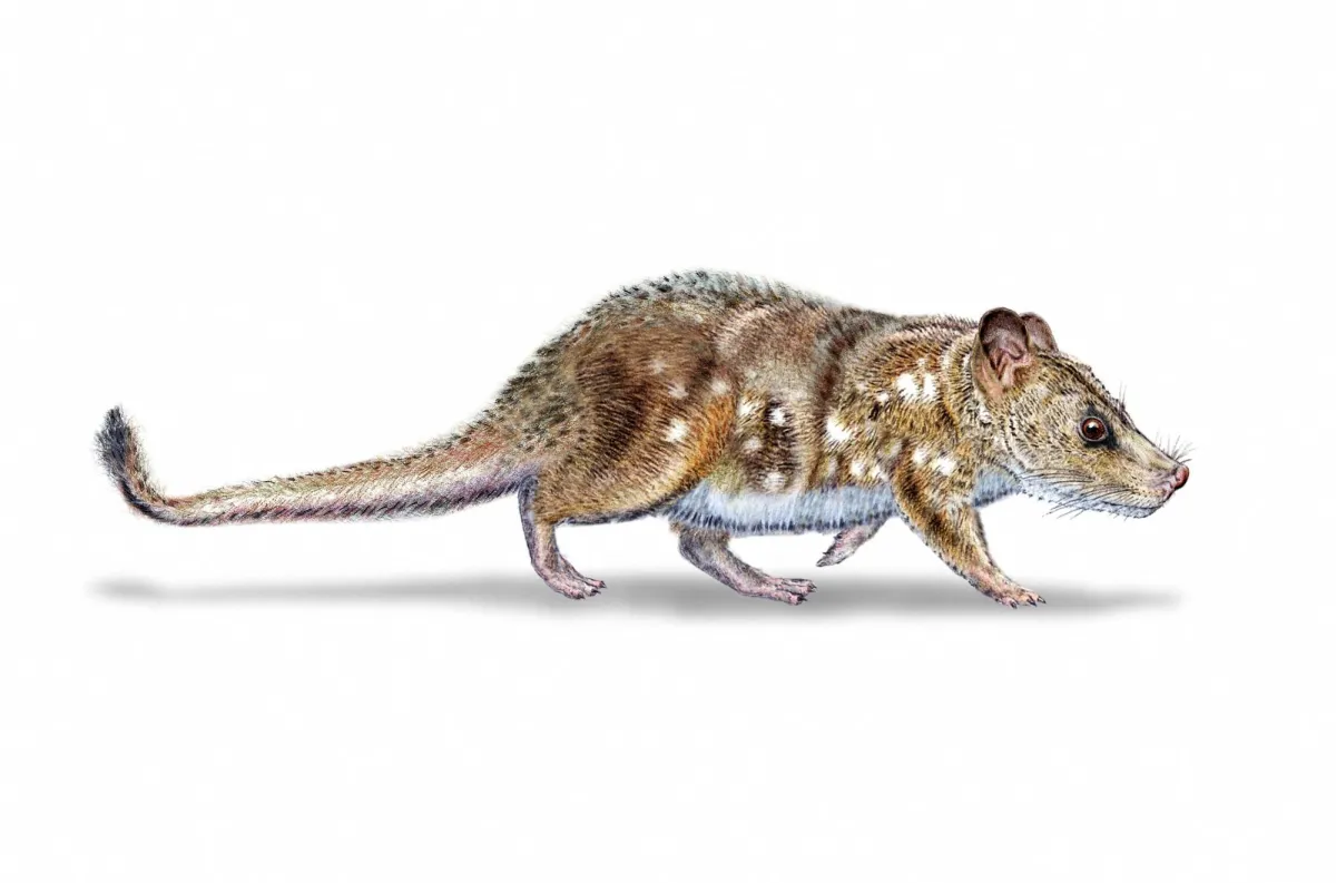 A mouse size of the mouse that has lived with dinosaur is discovered in Chile
Arabausa