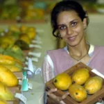 Is Mango Useful for Diabetics? Studies tell the prevailing belief

 Arabausa