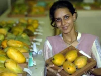 Is Mango Useful for Diabetics? Studies tell the prevailing belief

 Arabausa