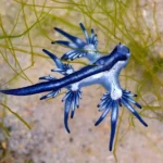 "Blue dragon" terrified the costs of Spain

 Arabausa