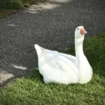 "Billy" ... the goose with an eye that has become a lover of an american neighborhood

 Arabausa