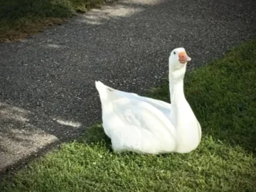 "Billy" ... the goose with an eye that has become a lover of an american neighborhood

 Arabausa