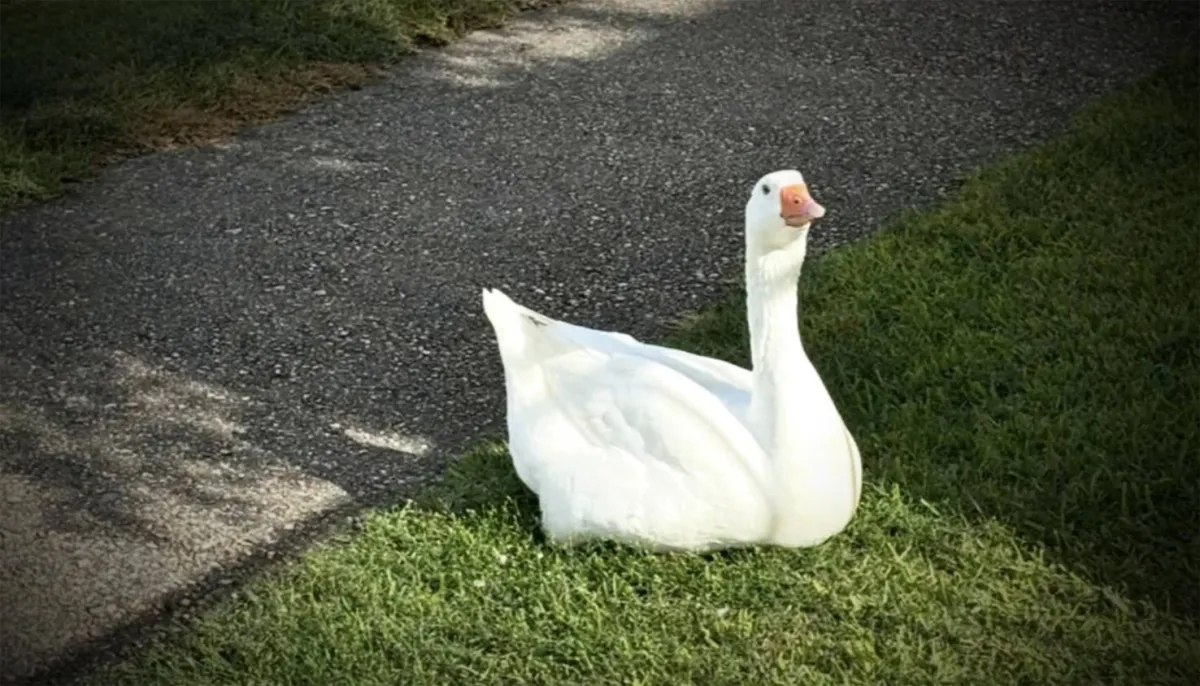 "Billy" ... the goose with an eye that has become a lover of an american neighborhood

 Arabausa