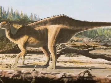 A sail 125 -Million -year -Ear is a million 125

 Arabausa