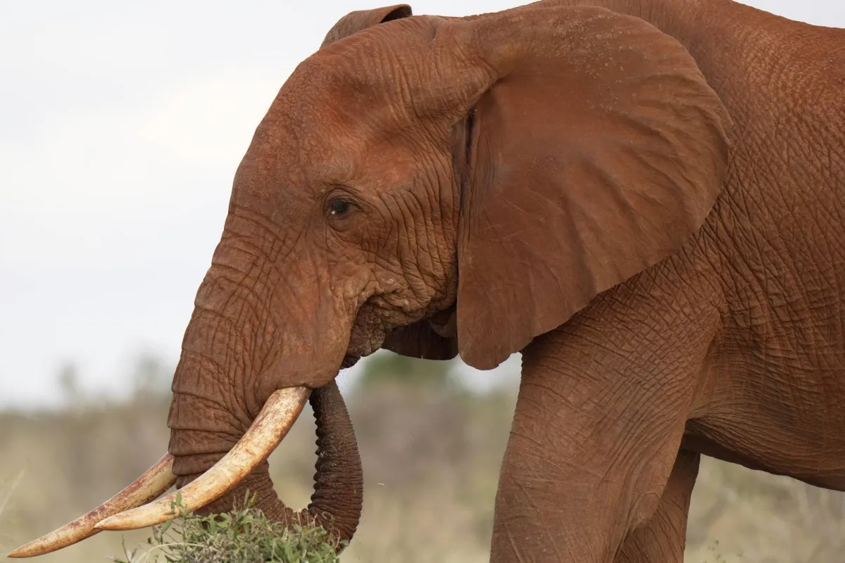 APE and Sesame ... Weapon Kenya farmers in the face of elephants

 Arabausa