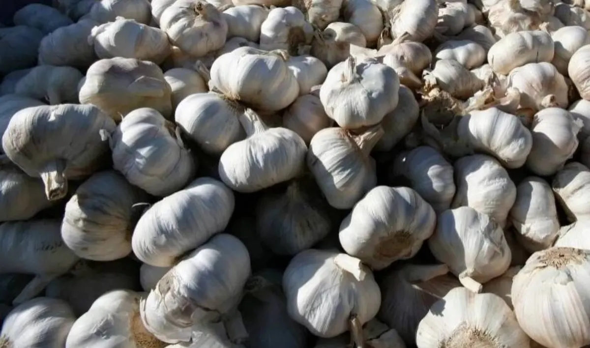 An effective treatment for the inflammation of urinary tract ... discover the benefits of garlic
Arabausa