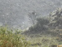 "Asir" deposits summer in August

 Arabausa