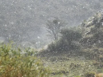 "Asir" deposits summer in August

 Arabausa