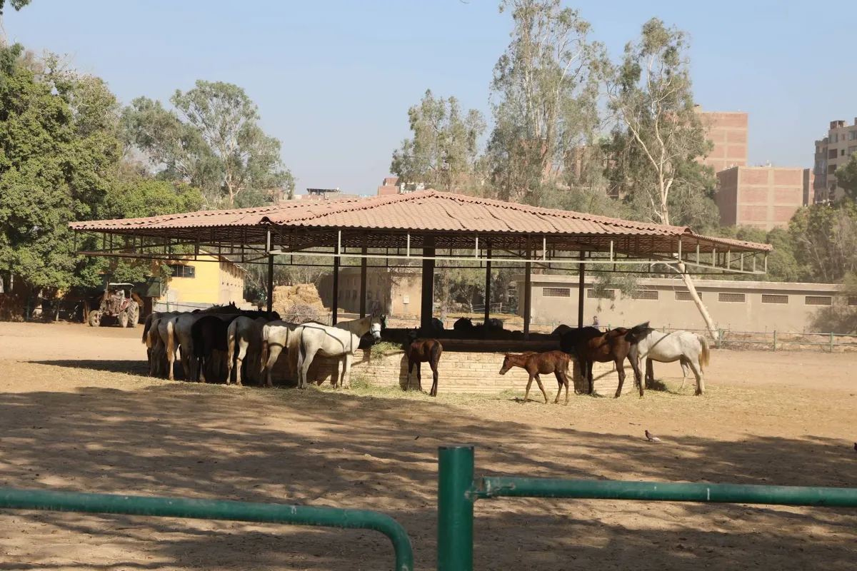 Egypt to preserve rare rare rare resets Arabic

 Arabausa