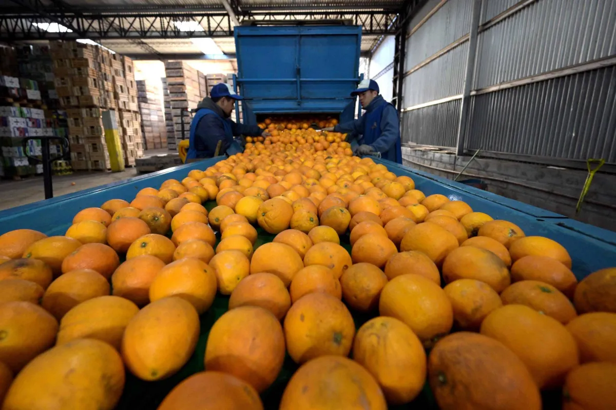 Hows the orange juice reduces symptoms of prostate magnification?
Arabausa