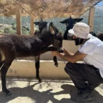 In love with the donkeys ... a typical farm changes the view of the oppressed animals

 Arabausa