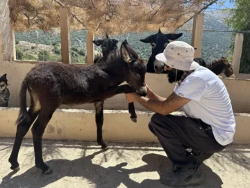 In love with the donkeys ... a typical farm changes the view of the oppressed animals

 Arabausa