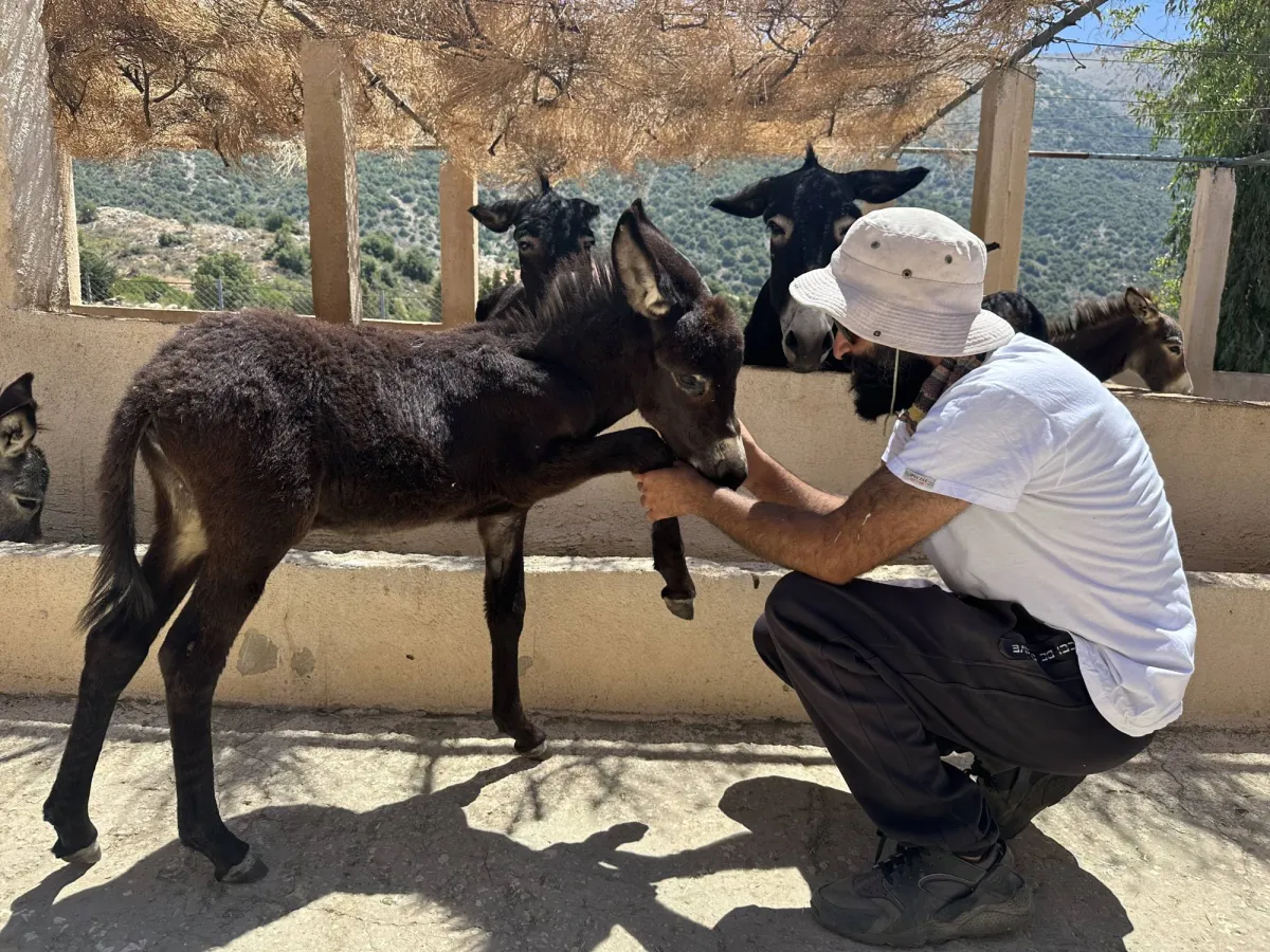 In love with the donkeys ... a typical farm changes the view of the oppressed animals
Arabausa