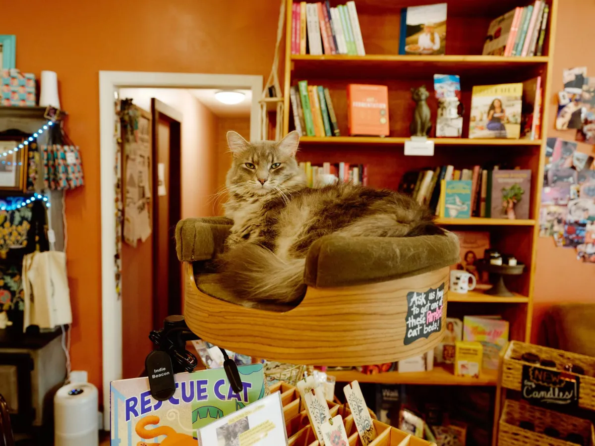 Read a book and fertile on a cat's hair ... American libraries use animals to attract visitors
Arabausa