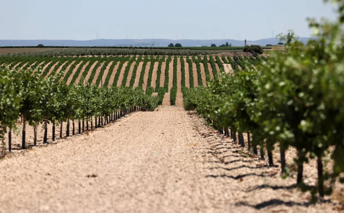 Standard date in the beginning of August and the Mediterranean Company
Arabausa