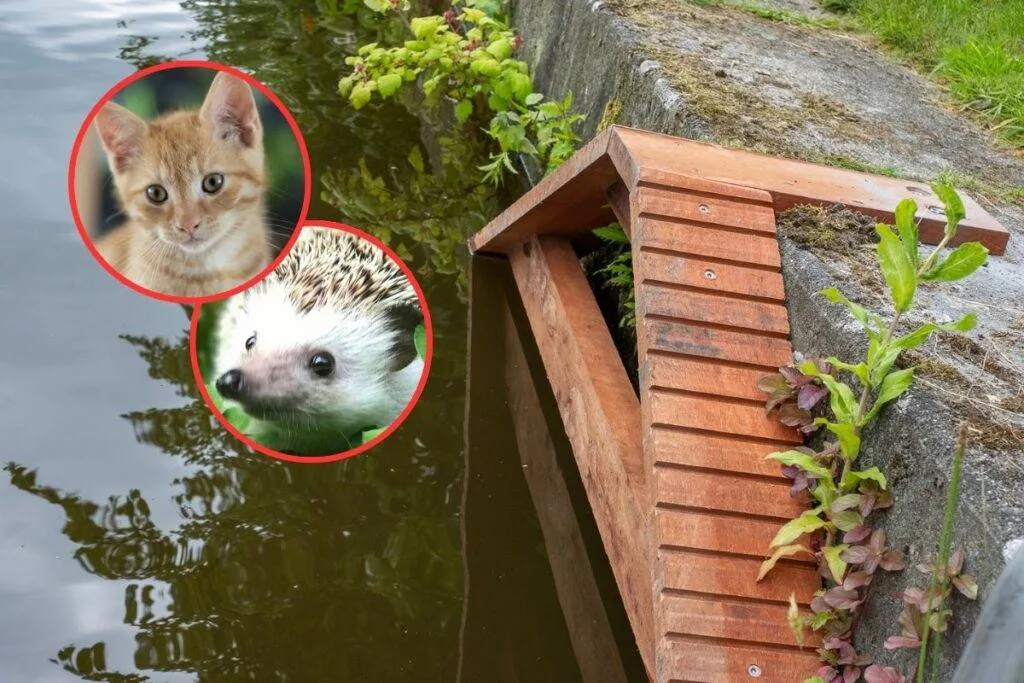 "Survival stairs" ... Amsterdam is to save his cats from drowning
Arabausa