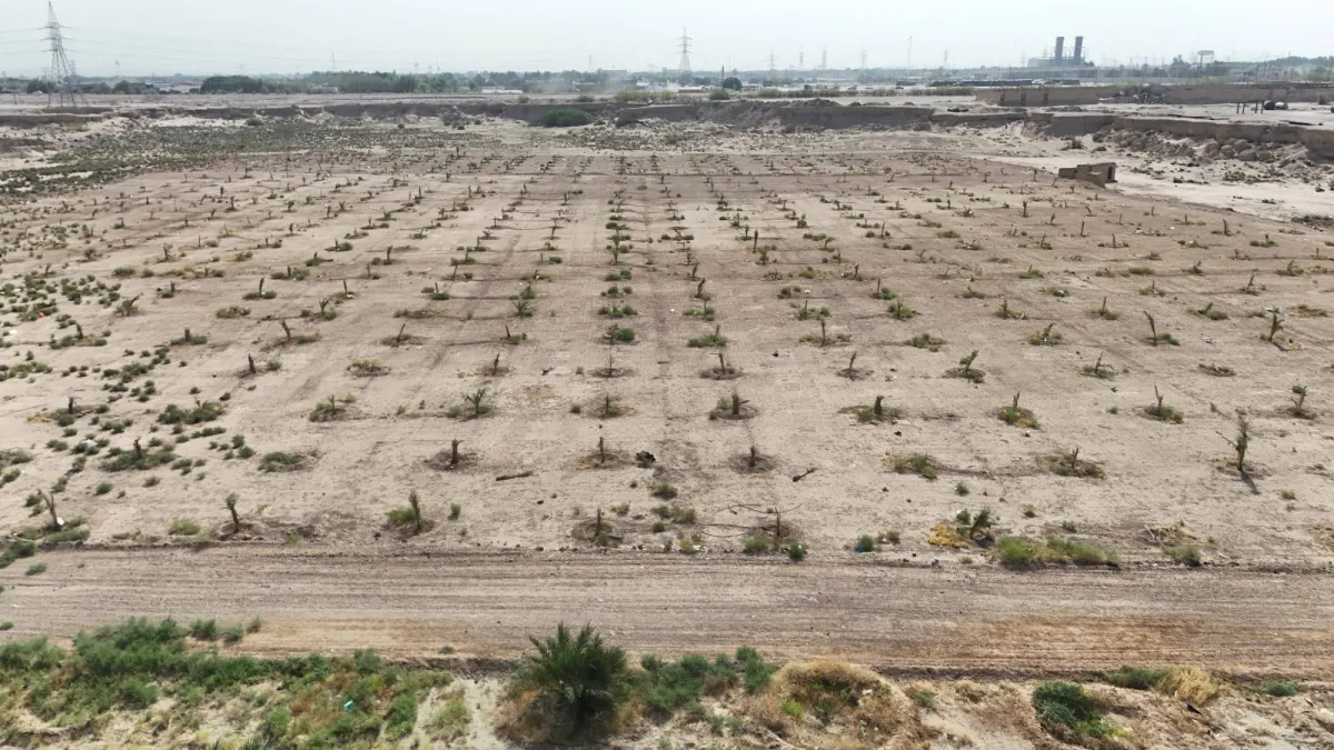 The farmers in southern Iraq go to the desert with the aggravation of the water crisis
Arabausa