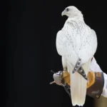 What is the most valuable "difficult" in international auction of the hawk production?

 Arabausa