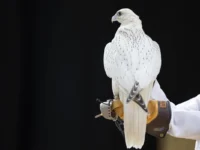 What is the most valuable "difficult" in international auction of the hawk production?

 Arabausa