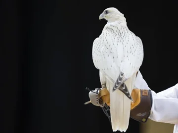 What is the most valuable "difficult" in international auction of the hawk production?

 Arabausa